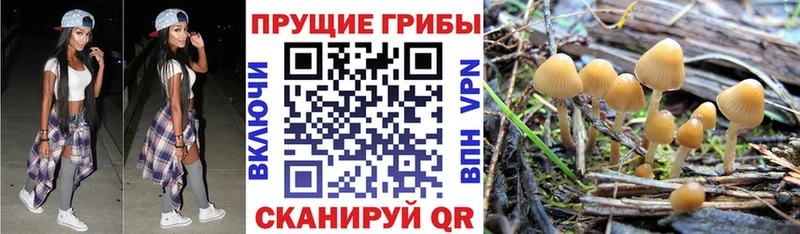 Галлюциногенные грибы мицелий  mega как зайти  Карачев 